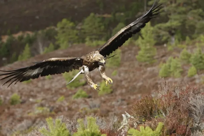 Framed Print : Golden Eagle - in flight. Scottish Moor - Aviemore - Scotland Framed Print : Golden Eagle - in flight. Scottish Moor - Aviemore - Scotland