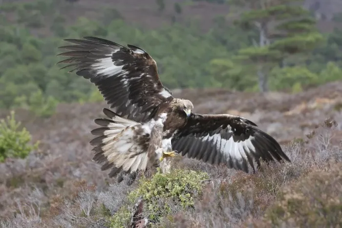 Framed Print : Golden Eagle - Moors - Aviemore - Scotland