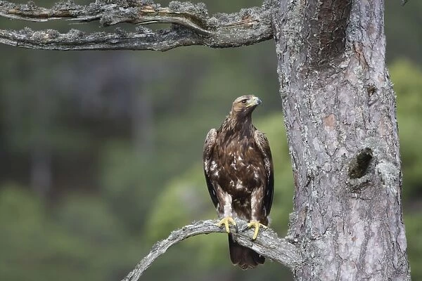 Golden Eagle - perched on pine. Scottish Moor - Aviemore - Scotland