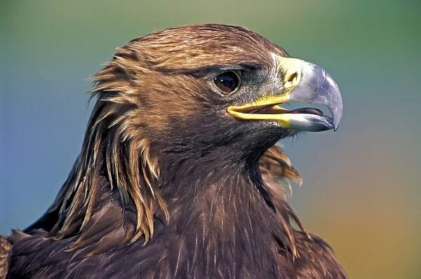 Golden Eagle, portrait closeup