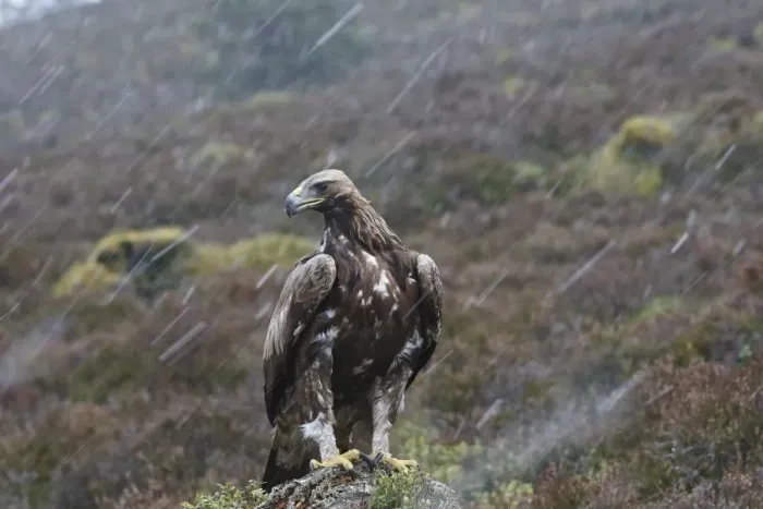 Framed Print : Golden Eagle - in rain. Scottish Moor - Aviemore - Scotland Framed Print : Golden Eagle - in rain. Scottish Moor - Aviemore - Scotland