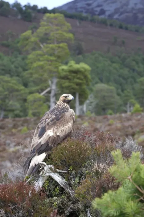 Framed Print : Golden Eagle. Scottish Moor - Aviemore - Scotland Framed Print : Golden Eagle. Scottish Moor - Aviemore - Scotland