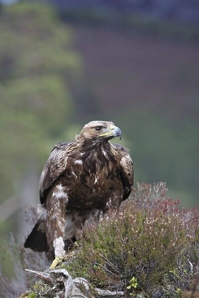 Golden Eagle. Scottish Moor - Aviemore - Scotland