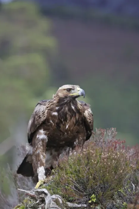 Framed Print : Golden Eagle. Scottish Moor - Aviemore - Scotland Framed Print : Golden Eagle. Scottish Moor - Aviemore - Scotland