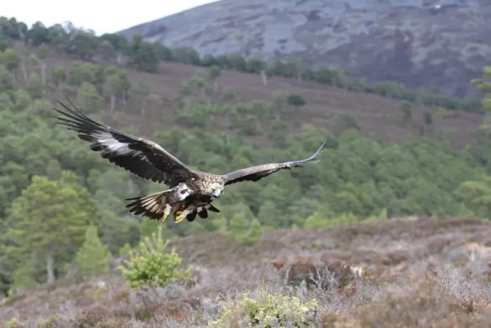 Framed Print : Golden Eagle - Scottish Moor - Aviemore - Scotland Framed Print : Golden Eagle - Scottish Moor - Aviemore - Scotland