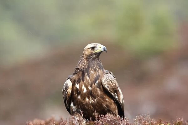 Golden Eagle. Scottish Moor - Aviemore - Scotland