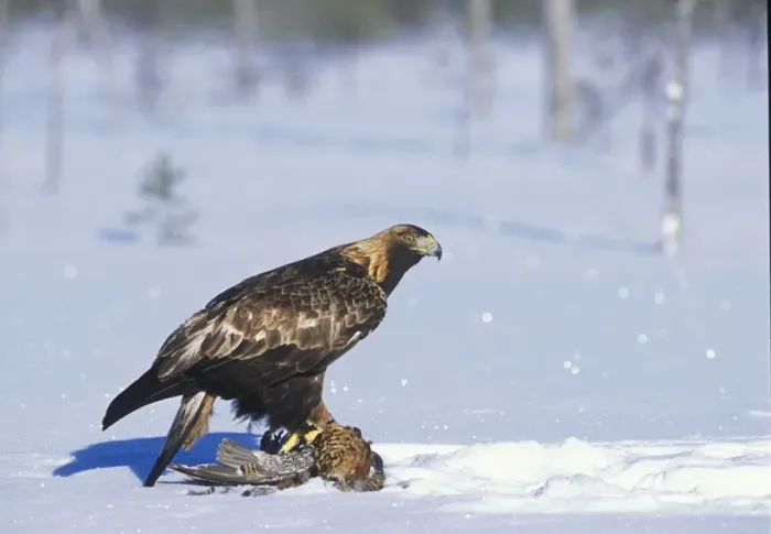 Framed Print : Golden Eagle - sitting on prey in snow covered forest - March - Finland Framed Print : Golden Eagle - sitting on prey in snow covered forest - March - Finland