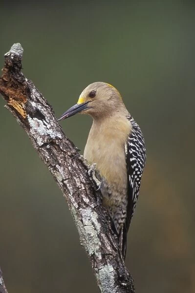 Golden-fronted Woodpecker - Like other woodpeckers their sharp bill is used to chisel out insect food and nest holes, and to drum a territorial signal to rivals. Texas, USA