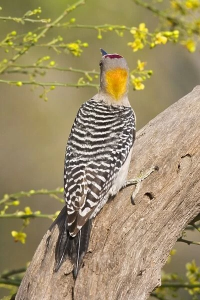 Golden-fronted Woodpecker South Texas