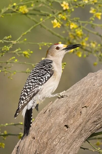 Golden-fronted Woodpecker South Texas