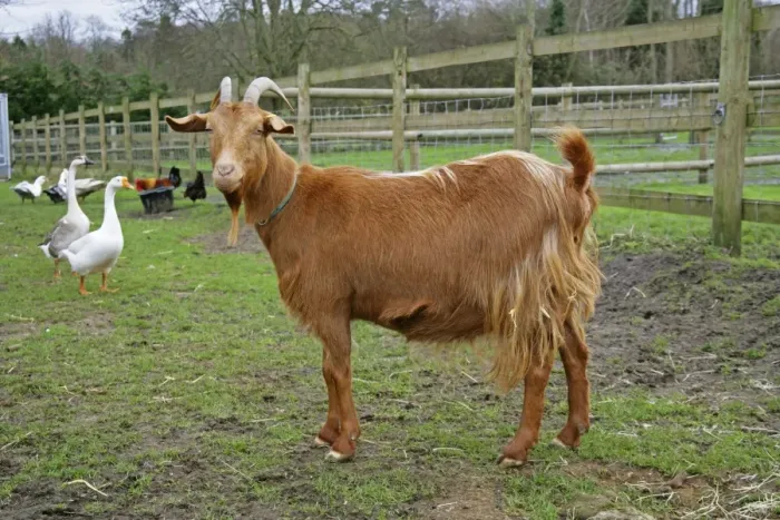 Framed Print : Golden Guernsey Goat in farm yard Framed Print : Golden Guernsey Goat in farm yard