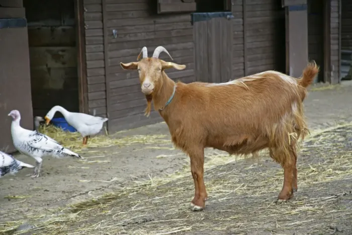 Framed Print : Golden Guernsey Goat in farm yard