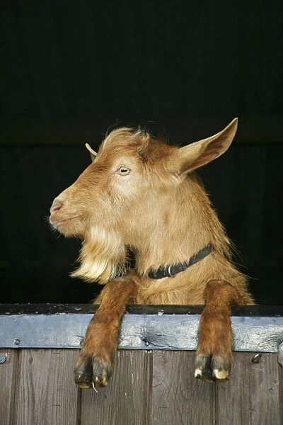 Golden Guernsey Goat looking over stable door