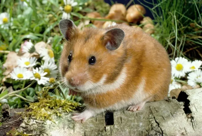 Framed Print : Golden Hamster Framed Print : Golden Hamster