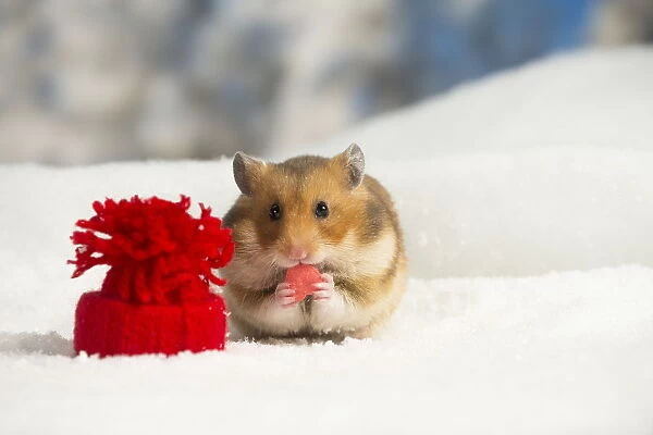 Golden Hamster in winter snow scene