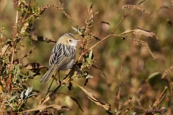 Framed Print : Golden-headed Cisticola - Alice Springs Water Treatment Plant - Northern Territory - Australia