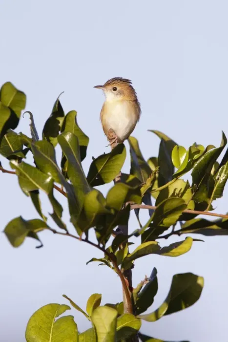 Framed Print : Golden-headed Cisticola - female - Queensland - Australia Framed Print : Golden-headed Cisticola - female - Queensland - Australia