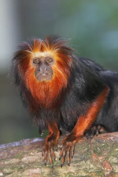 Framed Print : Golden-headed Lion Tamarin - Portrait, distribution - Atlantic coastal forests, Brazil Framed Print : Golden-headed Lion Tamarin - Portrait, distribution - Atlantic coastal forests, Brazil