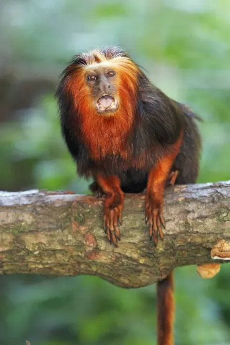 Framed Print : Golden-headed Lion Tamarin - Portrait, distribution - Atlantic coastal forests, Brazil Framed Print : Golden-headed Lion Tamarin - Portrait, distribution - Atlantic coastal forests, Brazil