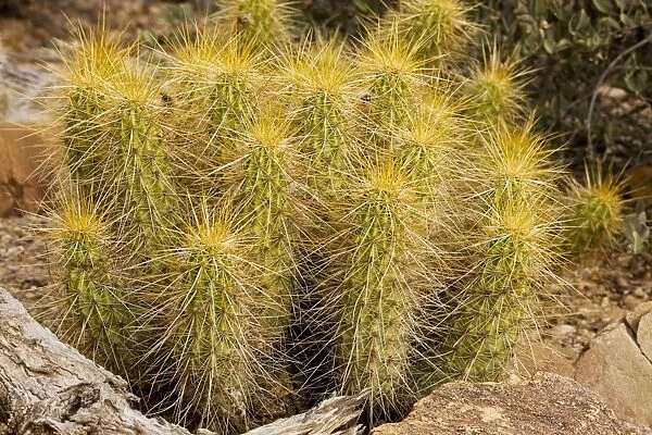 Golden Hedgehog Cactus Echinocereus nicholii. Sonoran desert, Mexico and Arizona