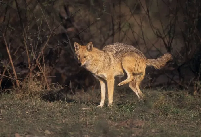 Framed Print : Golden Jackal urinating, Keoladeo National Park, India Framed Print : Golden Jackal urinating, Keoladeo National Park, India