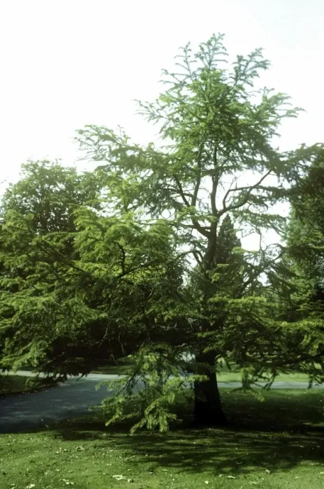 Framed Print : Golden Larch Framed Print : Golden Larch