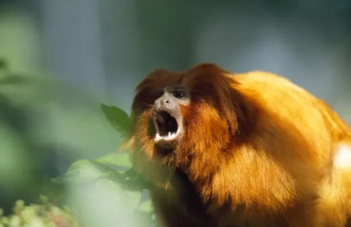 Framed Print : Golden Lion Tamarin Framed Print : Golden Lion Tamarin