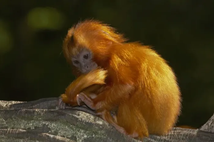 Framed Print : Golden Lion Tamarin - Baby Leontopithecus rosalia rosalia Apenheul, Netherlands MA001486 Framed Print : Golden Lion Tamarin - Baby Leontopithecus rosalia rosalia Apenheul, Netherlands MA001486