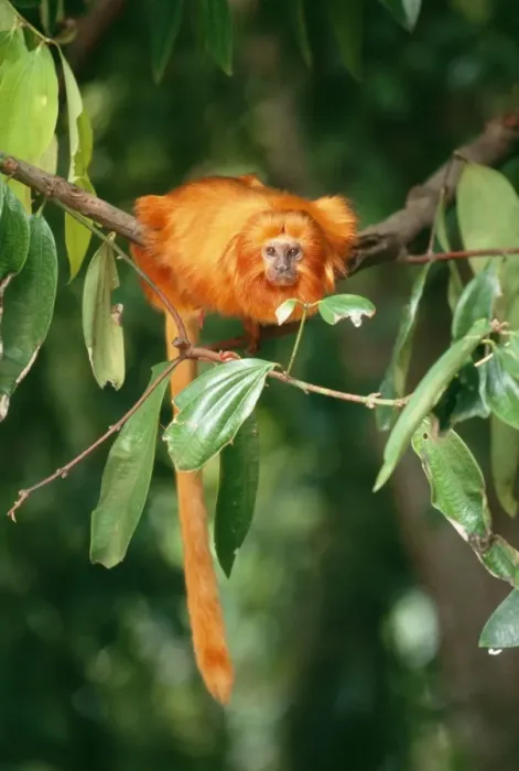 Framed Print : Golden Lion Tamarin - Brazil Framed Print : Golden Lion Tamarin - Brazil
