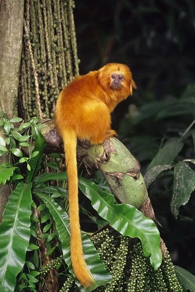 Golden Lion Tamarin found mostly in eastern Brazil. 2MP108