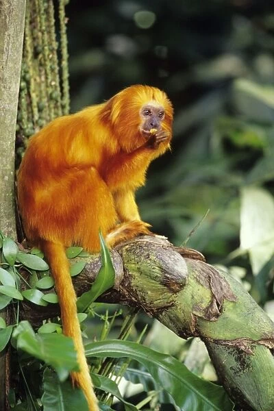 Golden Lion Tamarin found mostly in eastern Brazil. 2MP109