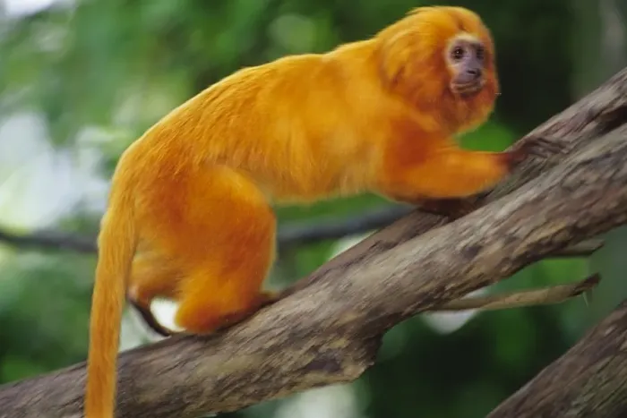 Framed Print : Golden Lion Tamarin found mostly in eastern Brazil. 2MP80