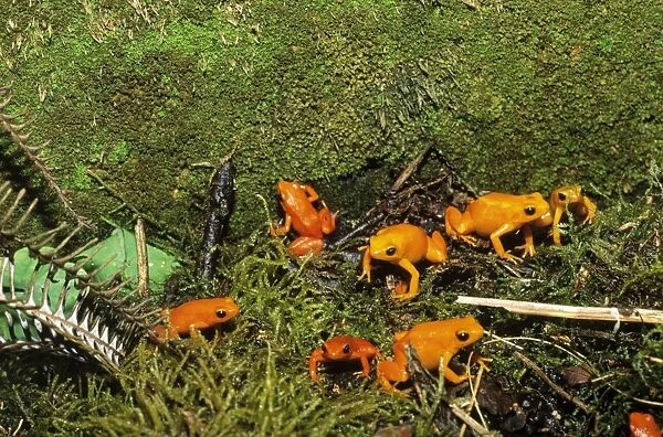 Golden Mantella Frog - gathering on breeding grounds Madagascar