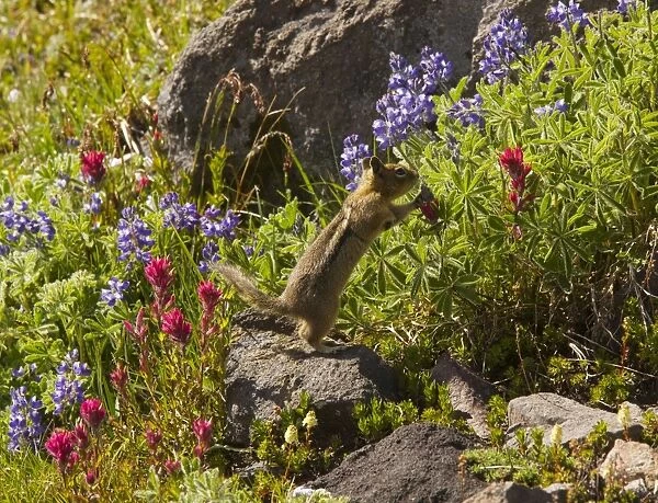 Golden-mantled Ground Squirrel (Spermophilus lateralis) feeding among lupines and Magenta paintbrushes on Mount Rainier, Cascade Mountains, Washington