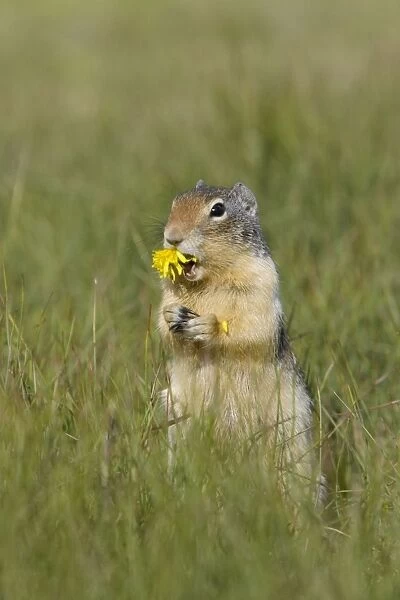 Golden Mantled Ground Squirrel - eating Dandelion flower