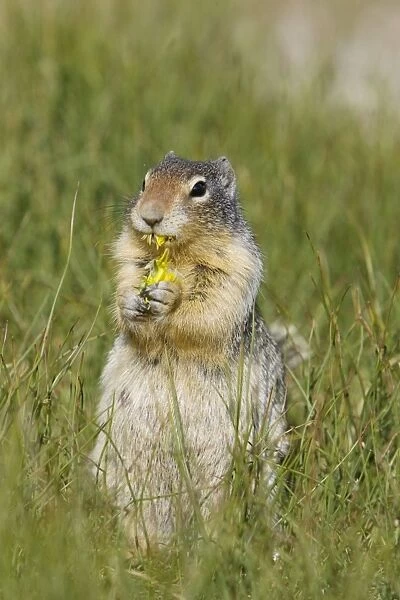 Golden Mantled Ground Squirrel - eating Dandelion flower - Rocky Mountains - Alberta - Canada MA001982