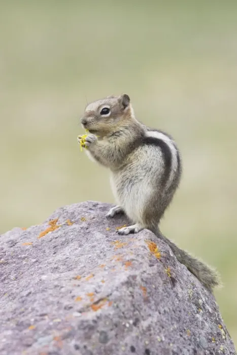 Framed Print : Golden Mantled Ground Squirrel - eating Dandelion flower - Rocky Mountains - Alberta - Canada MA001940 Framed Print : Golden Mantled Ground Squirrel - eating Dandelion flower - Rocky Mountains - Alberta - Canada MA001940