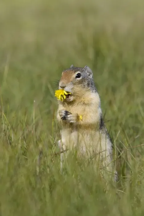 Framed Print : Golden Mantled Ground Squirrel - eating Dandelion flower - Rocky Mountains - Alberta - Canada MA001986 Framed Print : Golden Mantled Ground Squirrel - eating Dandelion flower - Rocky Mountains - Alberta - Canada MA001986