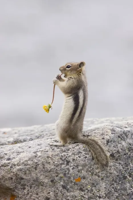 Framed Print : Golden Mantled Ground Squirrel - eating Dandelion flower - Rocky Mountains - Alberta - Canada MA001926 Framed Print : Golden Mantled Ground Squirrel - eating Dandelion flower - Rocky Mountains - Alberta - Canada MA001926