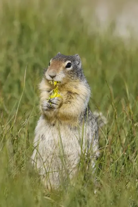 Framed Print : Golden Mantled Ground Squirrel - eating Dandelion flower - Rocky Mountains - Alberta - Canada MA001982 Framed Print : Golden Mantled Ground Squirrel - eating Dandelion flower - Rocky Mountains - Alberta - Canada MA001982