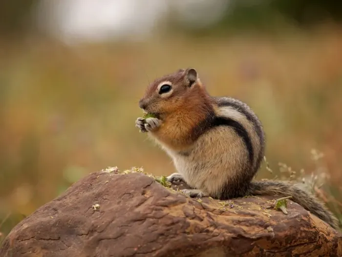 Framed Print : Golden-mantled Ground Squirrel - feeding - Glacier National Park Framed Print : Golden-mantled Ground Squirrel - feeding - Glacier National Park
