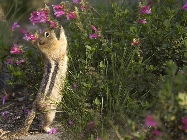 Golden-mantled Ground Squirrel - reaching up to eat Penstemon Newberryi Flowers