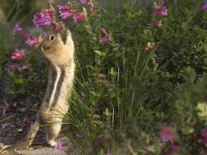 Framed Print : Golden-mantled Ground Squirrel - reaching up to eat Penstemon Newberryi Flowers Framed Print : Golden-mantled Ground Squirrel - reaching up to eat Penstemon Newberryi Flowers