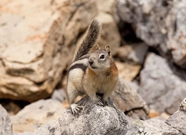 Golden-mantled Ground Squirrel - in the Rockies, Canada