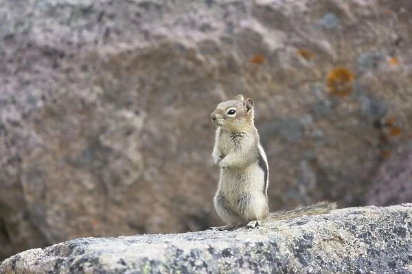 Golden Mantled Ground Squirrel - Rocky Mountains - Alberta - Canada MA001921