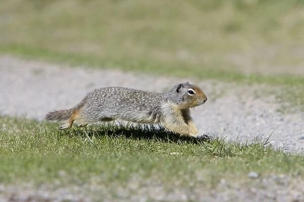 Golden Mantled Ground Squirrel - running - Rocky Mountains - Alberta - Canada MA002024