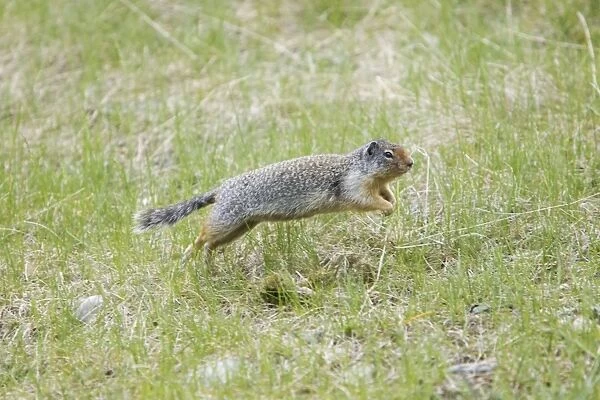 Golden Mantled Ground Squirrel - running - Rocky Mountains - Alberta - Canada MA002017