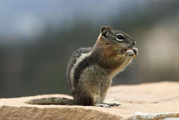 Golden-mantled Ground Squirrel Sitting upright with food in paws. Bryce Canyon Utah, USA