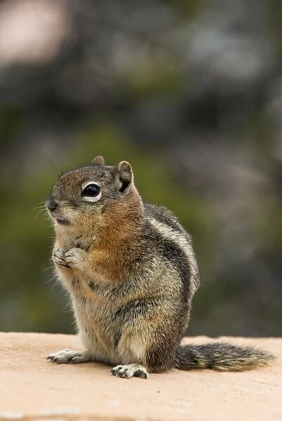 Golden-mantled Ground Squirrel Sitting up on wall. Bryce Canyon, Utah. USA