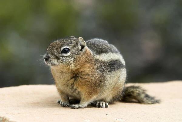 Golden-mantled Ground Squirrel Sitting on wall close side view. Bryce Canyon, Utah. USA